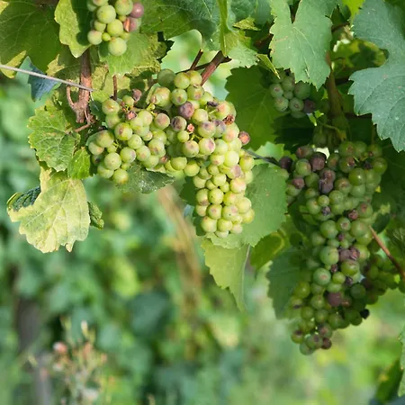 Living Stilvolle Nahe Bernkastel-kues, Disneyplus, Netflix, Grosser Tv & Parkplatz * Longkamp