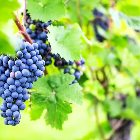 Living Stilvolle Nahe Bernkastel-kues, Disneyplus, Netflix, Grosser Tv & Parkplatz アパート Longkamp