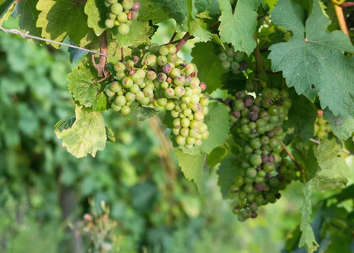 Living Stilvolle Nahe Bernkastel-kues, Disneyplus, Netflix, Grosser Tv & Parkplatz * Longkamp