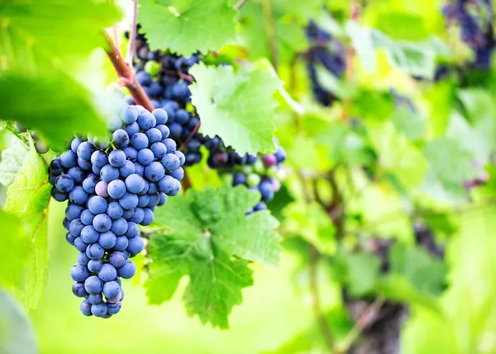 Living Stilvolle Nahe Bernkastel-kues, Disneyplus, Netflix, Grosser Tv & Parkplatz Apartamento Longkamp